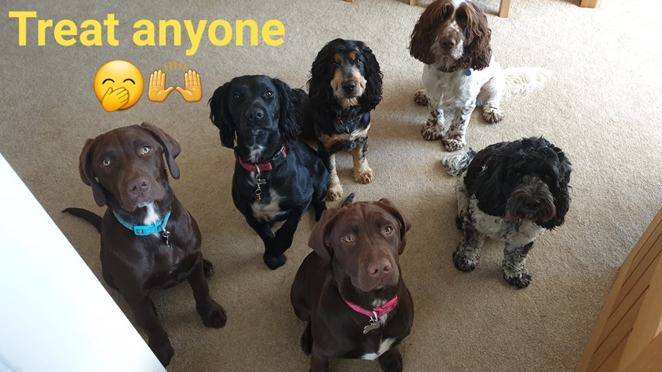 Dogs enjoying a treat at Woof Around The Clock Home Boarding 