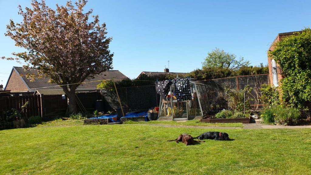 Enclosed rear garden at Woof Around The Clock Home Boarding 