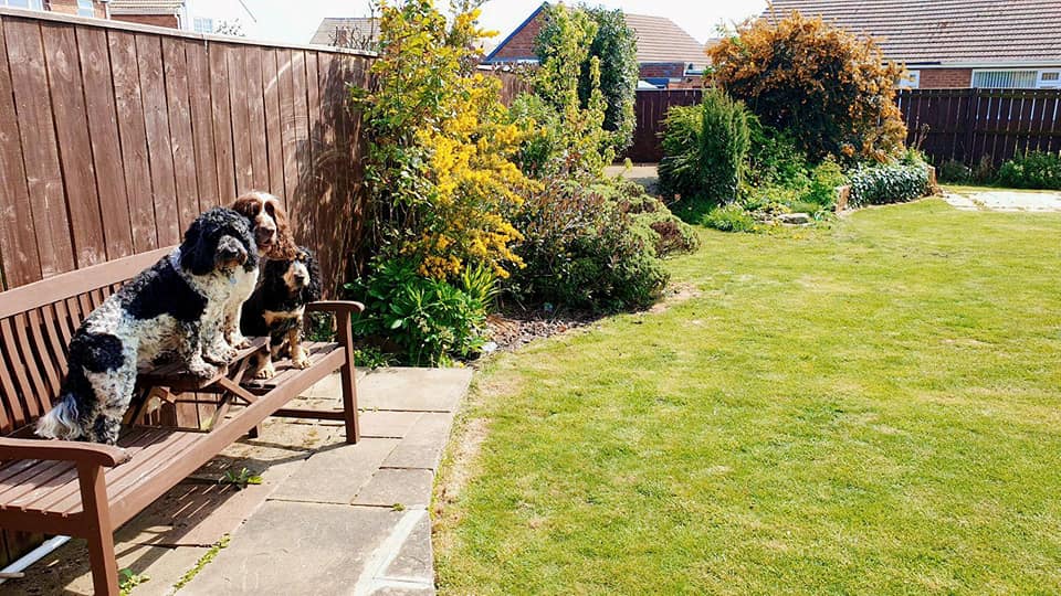 Enclosed rear garden at Woof Around The Clock Home Boarding 