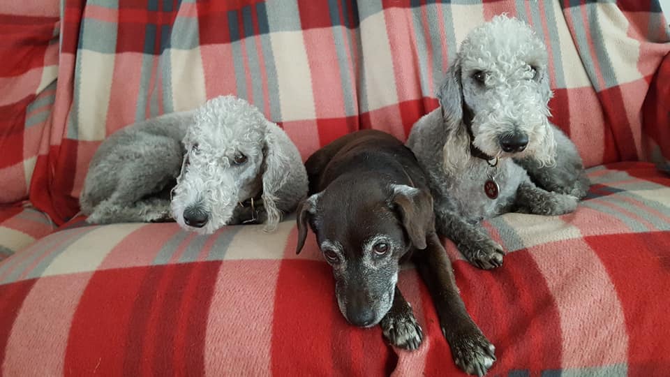 Dogs on sofa while staying at Woof Around The Clock Home Boarding 